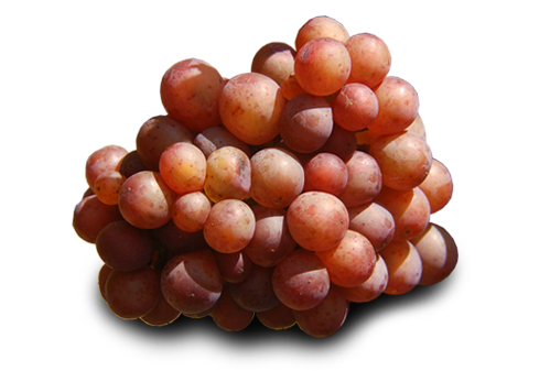 szczep grauburgunder